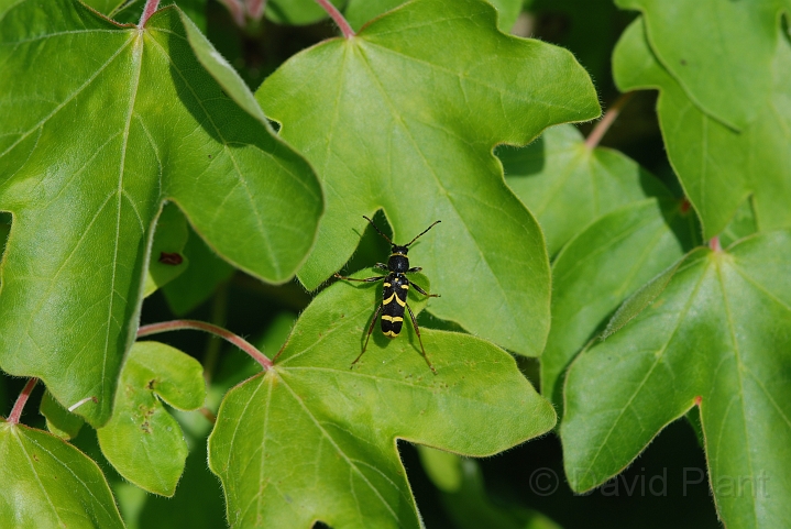 Wasp beetle - B.JPG - Wasp beetle - Gloucestershire